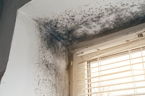 Affordable Mold Cleanup solutions in Greenville, TX